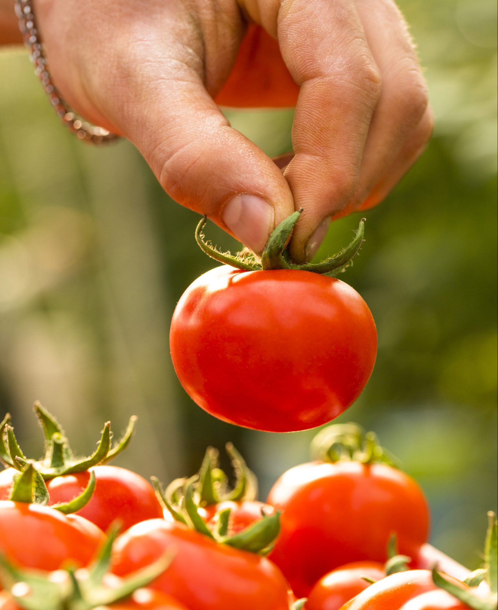Natural Ketchup Flavoring Powder شرکت طعم و رنگ فریر